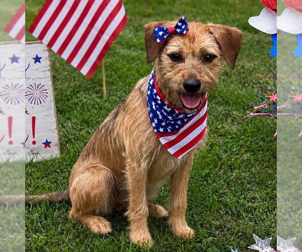 Medium Photo #4 Mutt Puppy For Sale in Yardley, PA, USA