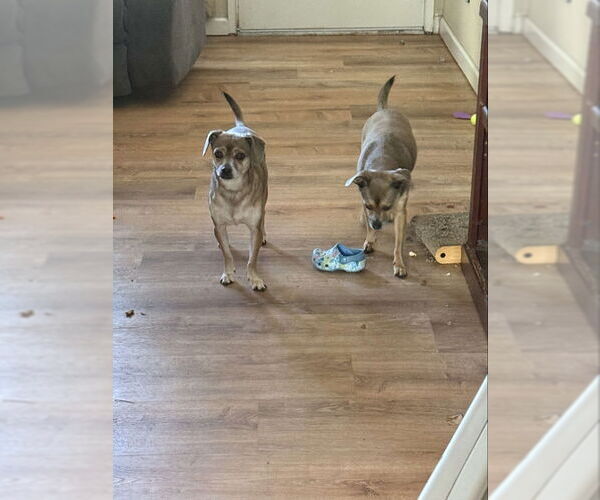 Medium Photo #11 Chihuahua-Unknown Mix Puppy For Sale in San Francisco, CA, USA