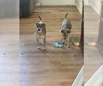 Small #10 Chihuahua Mix