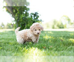 Small Photo #9 Goldendoodle (Miniature) Puppy For Sale in WARSAW, IN, USA
