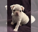 Small Photo #19 Boston Terrier Puppy For Sale in HAMDEN, CT, USA