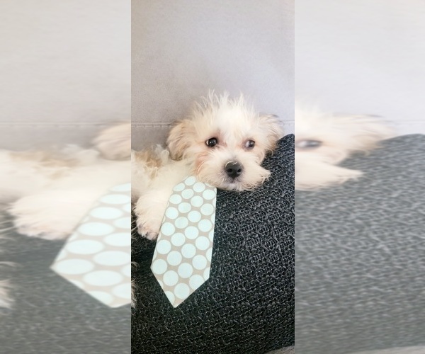 Medium Photo #3 Morkie Puppy For Sale in OTTAWA, OH, USA