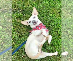 Chihuahua-Unknown Mix Dogs for adoption in Germantown, OH, USA