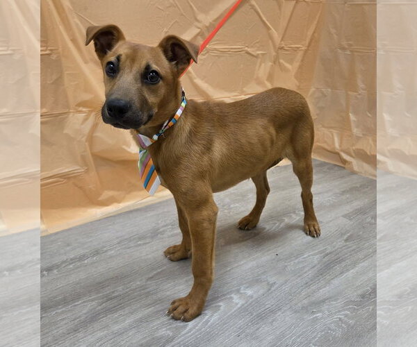 Medium Photo #5 Feist Terrier-Jack Russell Terrier Mix Puppy For Sale in Attalka, AL, USA