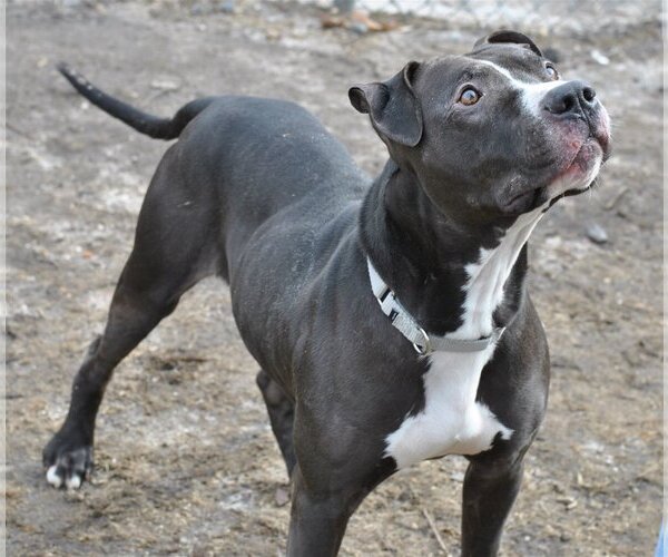 Medium Photo #4 Boxer-Staffordshire Bull Terrier Mix Puppy For Sale in Spring Lake, NJ, USA