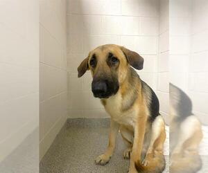 German Shepherd Dog Dogs for adoption in Naples, FL, USA