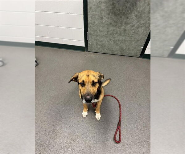 Medium Photo #1 German Shepherd Dog-Unknown Mix Puppy For Sale in Corpus Christi, TX, USA