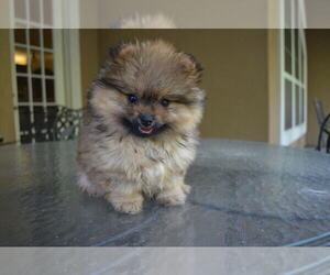 Pomeranian Puppy for Sale in WILLIS, Texas USA