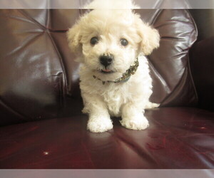 Bichon Frise Puppy for sale in PLYMOUTH, IL, USA