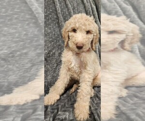 Goldendoodle Puppy for sale in WINCHESTER, CA, USA