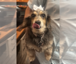 Small Photo #5 Dachshund Puppy For Sale in Fruitland, SC, USA