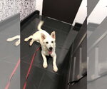Small #3 white german shepherd Mix
