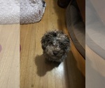 Small Photo #1 Cockapoo (Toy) Puppy For Sale in MEMPHIS, TN, USA