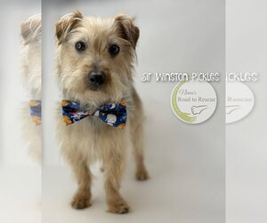 Mutt Dogs for adoption in Benton, LA, USA