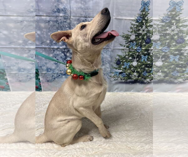 Medium Photo #3 Labrador Retriever-Unknown Mix Puppy For Sale in Euless, TX, USA