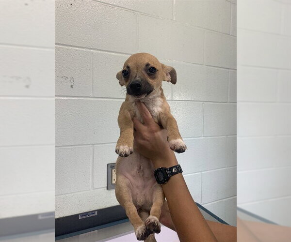 Medium Photo #1 Chihuahua Puppy For Sale in Corpus Christi, TX, USA