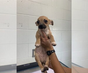 Chihuahua Dogs for adoption in Corpus Christi, TX, USA