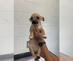 Small Chihuahua