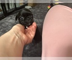 Puppy Berry Frenchie Pug