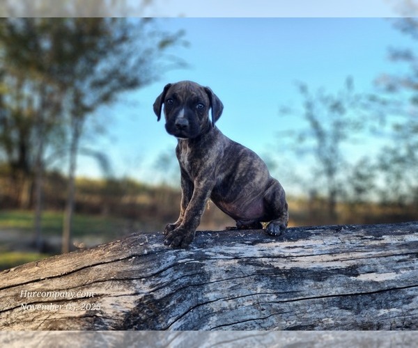 Medium Photo #8 Catahoula Leopard Dog Puppy For Sale in CUMBY, TX, USA