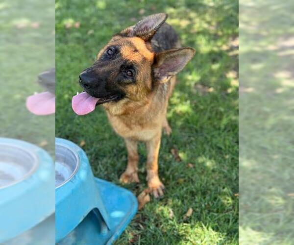 Medium Photo #1 German Shepherd Dog Puppy For Sale in Riverside, CA, USA