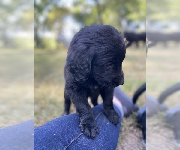 Medium Photo #24 Goldendoodle-Newfoundland Mix Puppy For Sale in MORRIS, MN, USA