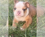 Small #2 Bulldog