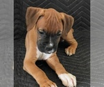 Puppy Female 4 Boxer