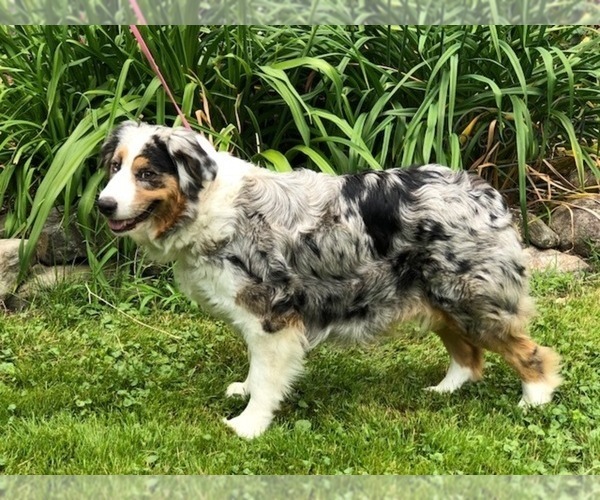 Medium Photo #1 Australian Shepherd Puppy For Sale in MANCHESTER, NH, USA