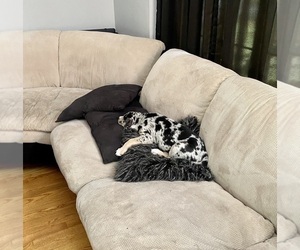 American Pit Bull Terrier-Catahoula Bulldog Mix Puppy for sale in PLAINFIELD, IL, USA