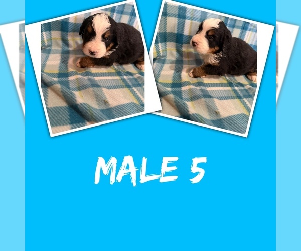 Medium Photo #1 Bernese Mountain Dog Puppy For Sale in ARGONNE, WI, USA