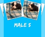 Puppy Male 5 Bernese Mountain Dog