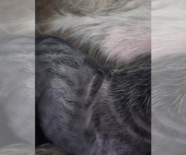 Medium Photo #48 Irish Dane Puppy For Sale in SPRINGFIELD, MO, USA