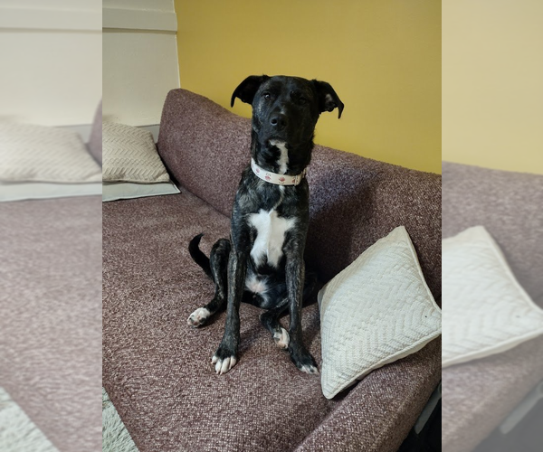 Medium Photo #4 Mountain Cur-Unknown Mix Puppy For Sale in Boston, MA, USA