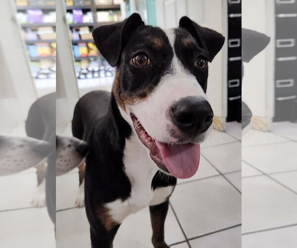 Medium Photo #2 Mutt Puppy For Sale in Chattanooga, TN, USA