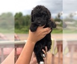 Small Photo #3 Bernedoodle Puppy For Sale in WINTER, WI, USA