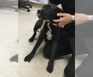 Mutt Dogs for adoption in Riverside, CA, USA