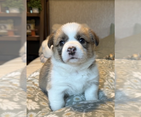 Medium Photo #2 Pembroke Welsh Corgi Puppy For Sale in GRAND RAPIDS, MI, USA