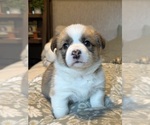 Small #1 Pembroke Welsh Corgi