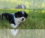 Small Photo #3 Miniature Australian Shepherd Puppy For Sale in MONTGOMERY, IL, USA