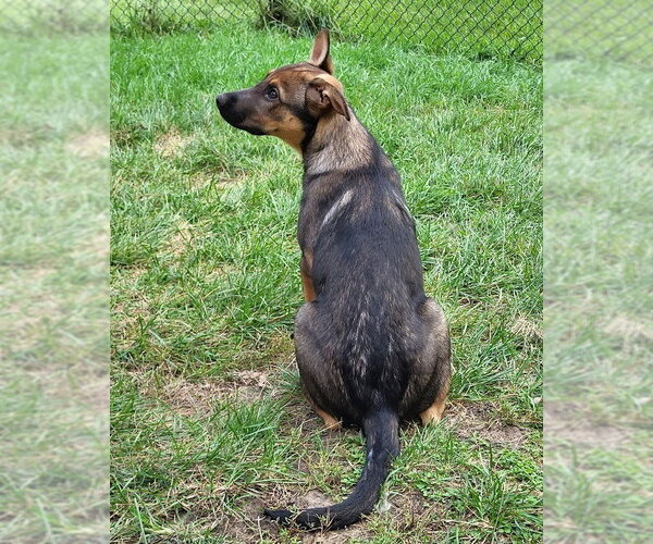 Medium Photo #2 German Shepherd Dog-Unknown Mix Puppy For Sale in Minneapolis, MN, USA