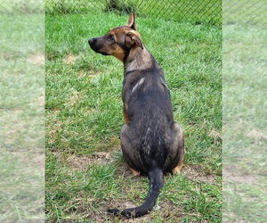Ryker - Female German Shepherd Dog-Unknown Mix Dog for Adoption - Photo #2