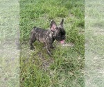 Puppy Missandei French Bulldog