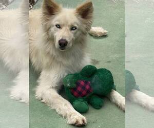 Alusky Dogs for adoption in Staley, NC, USA