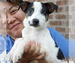 Small #3 Mutt