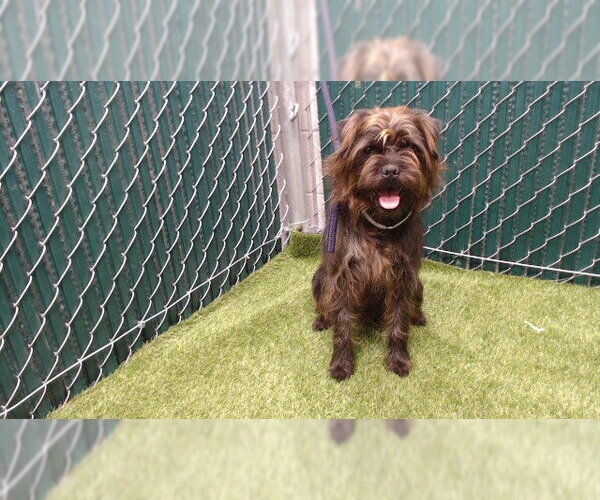 Medium Photo #1 Mutt Puppy For Sale in Downey, CA, USA
