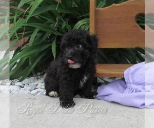 Poochon Puppy for sale in LE MARS, IA, USA