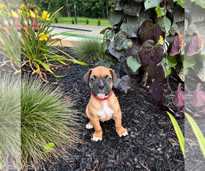 Medium Boxer