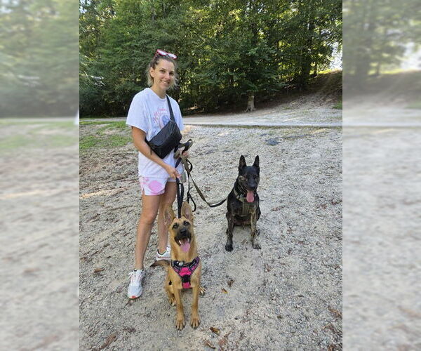 Medium Photo #2 German Shepherd Dog Puppy For Sale in La Grange , NC, USA