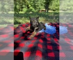 Small Photo #4 German Shepherd Dog Puppy For Sale in GALENA, MO, USA